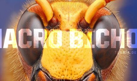 Macro Bichos, teoría del color